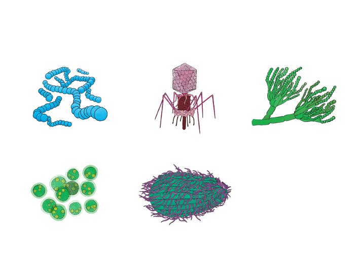 Explaining types of Microbes