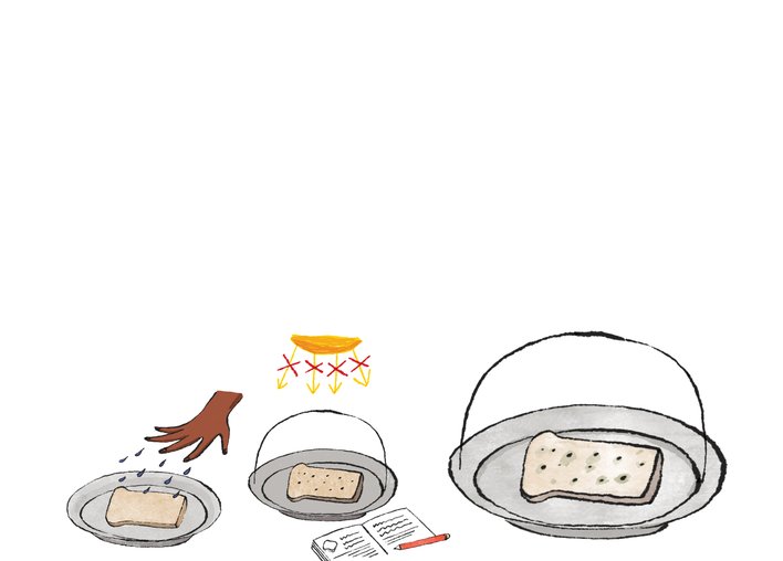 Growing your own Mould