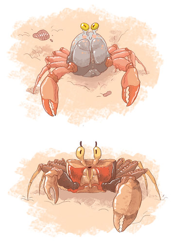 Soldier Crab, Ghost Crab