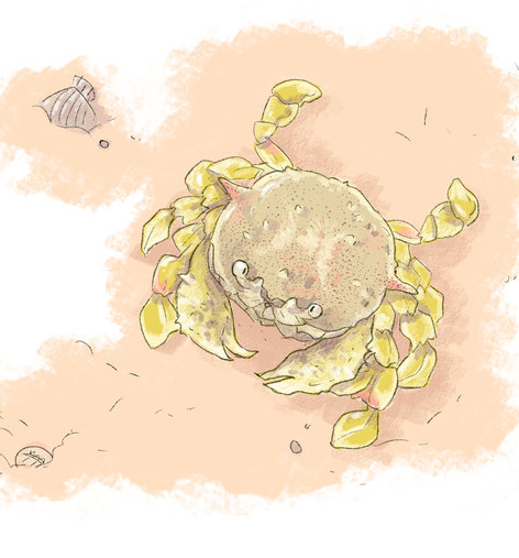 Moon crab