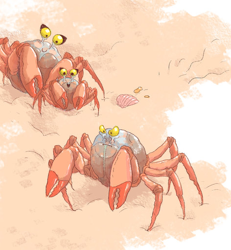 Three soldier crabs