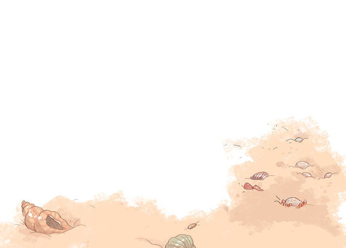Shells on a beach