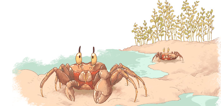 Two Ghost Crabs on a beach