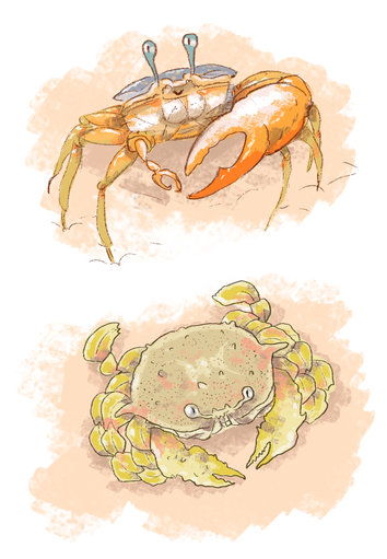Fiddler crab, Moon crab