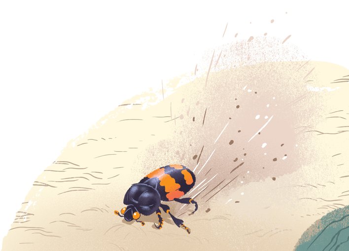 A beetle digging the mud to store food