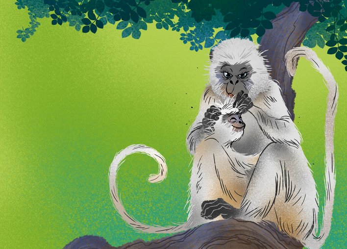 A langur picking out lice from fur of the baby langur