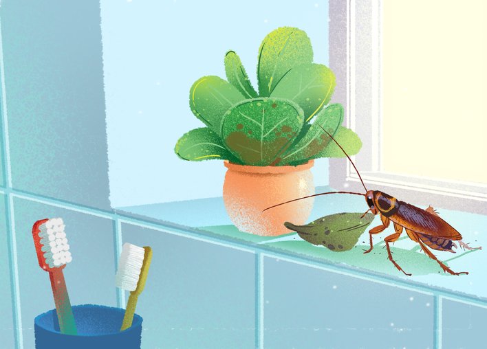 A cockroach feeding on a leaf on the bathroom windowsill
