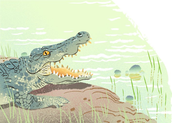 A crocodile resting on a rock