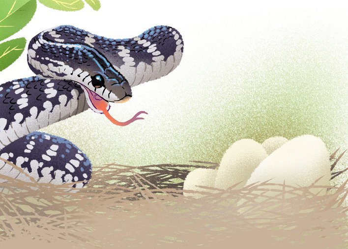 A snake ready to pounce on some eggs