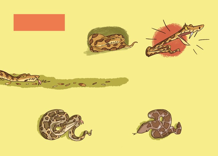 A Russel's Viper snake