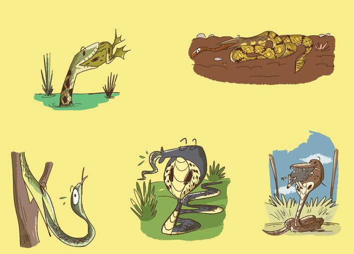 Various kinds of snakes