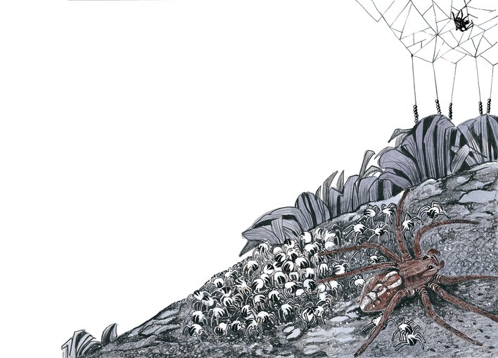 Bunch of Spiders