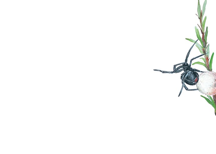 Black Spider