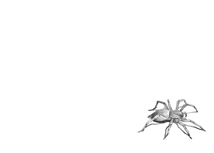 Solitary Spider
