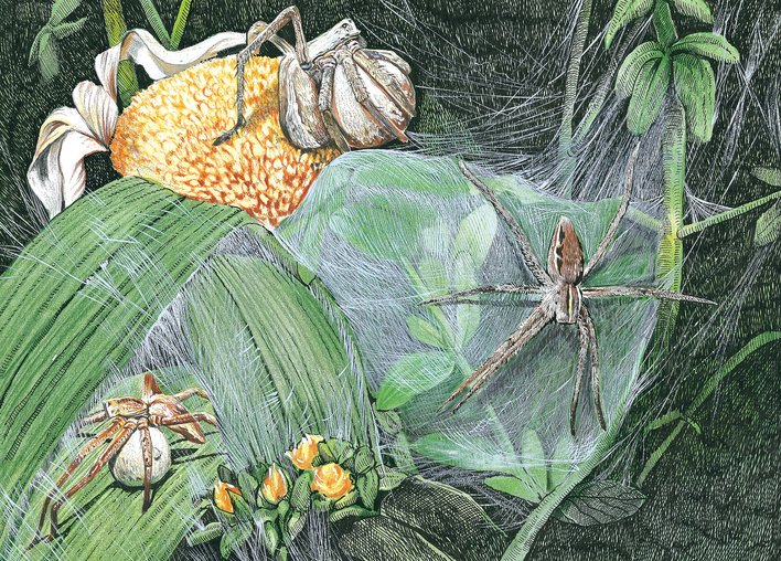 Spider friends