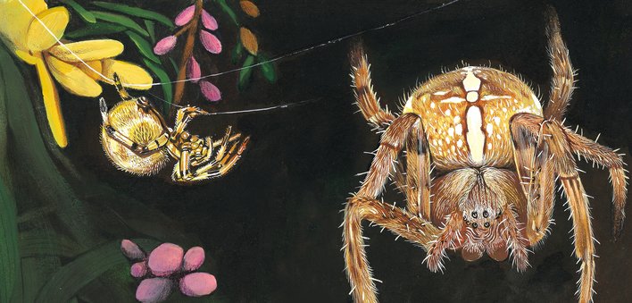 Spider