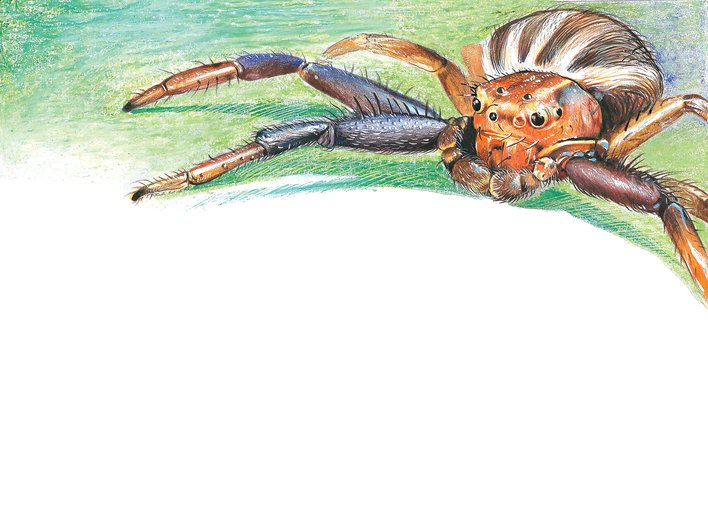 Spider progressing