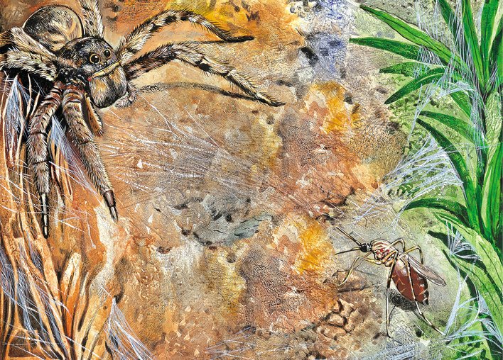 The ant and the spider