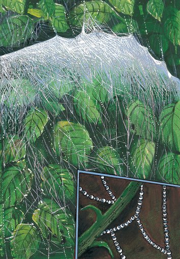 Spider web all the way!