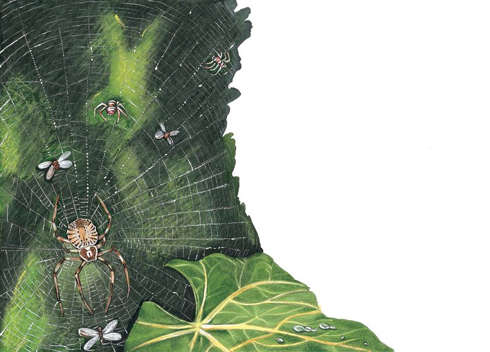 Spider Family