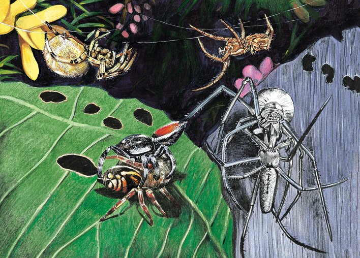 Spiders Together