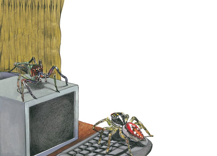 Spider on computer