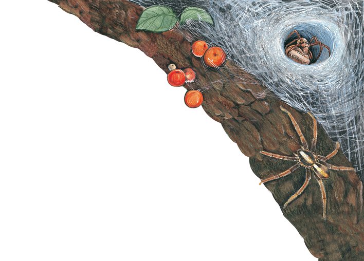 Web nest