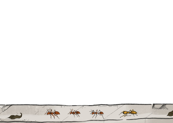 Ant mimic spiders
