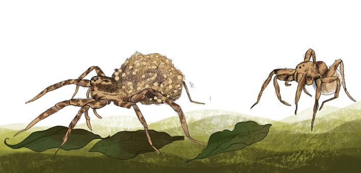 Wolf spider