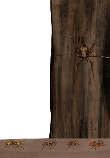 Ant-mimic spider and two tailed spider