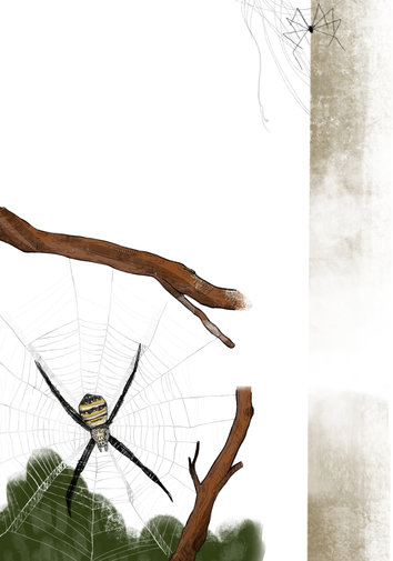 Cross spider and Daddy long legs spider