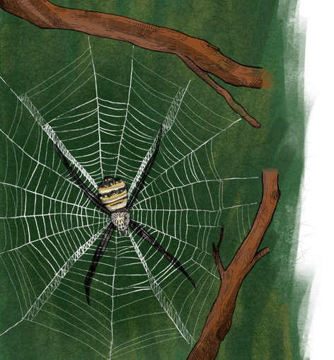 Cross spider