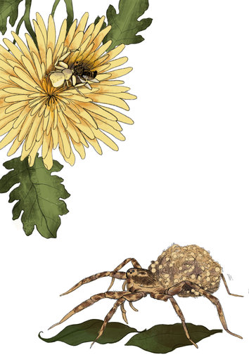 A Crab spider and a Wolf spider