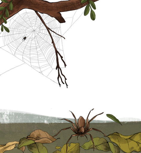 Spider weaving a web