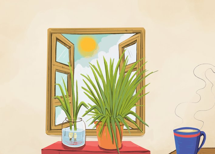 Lemongrass plants by a window