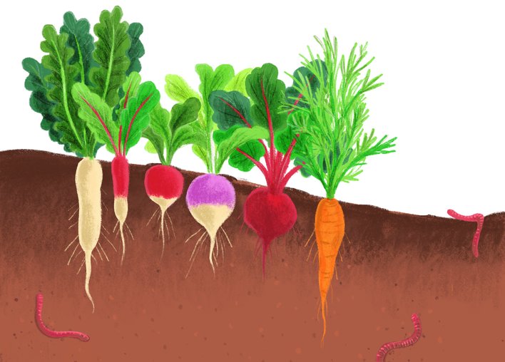 Various plants like potato carrot beetroot turnip and radish growing underground