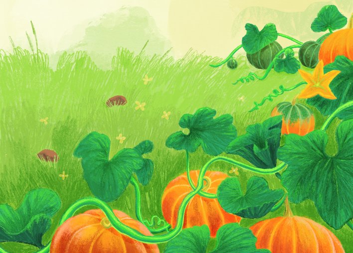 A pumpkin patch