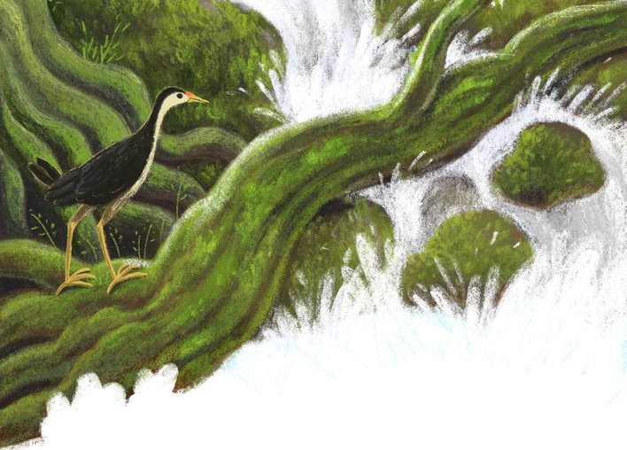 A white breasted waterhen walking along a moss covered tree over a waterfall