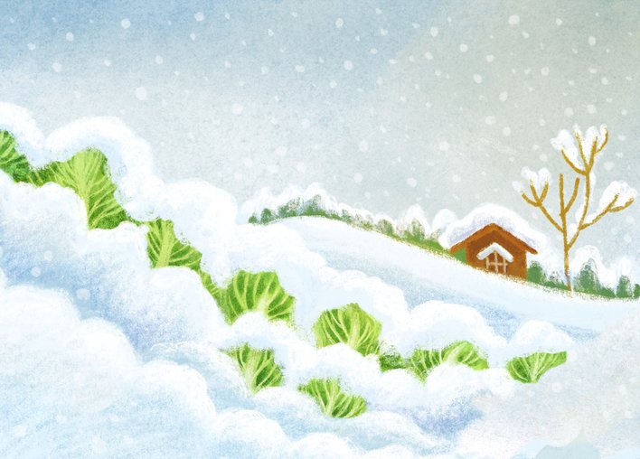 Cabbages growing in a snow-filled region