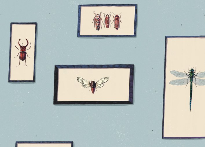 Different insect species on a wall