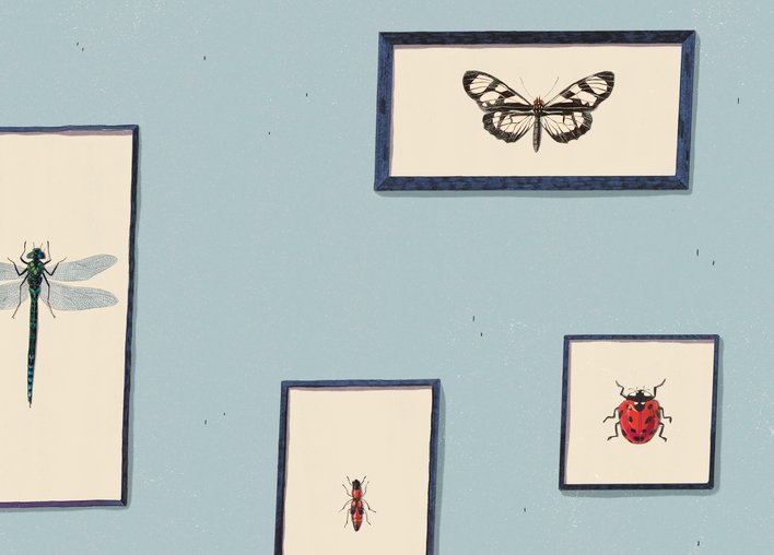 Another set of insect species on a wall