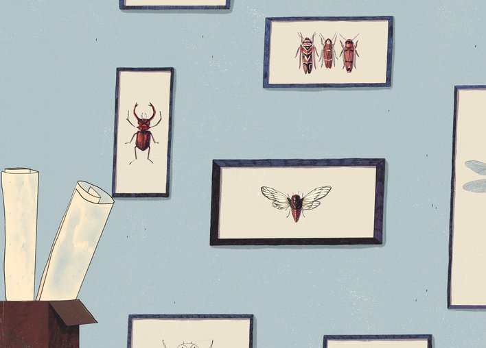 A study area with different species of insects on the wall