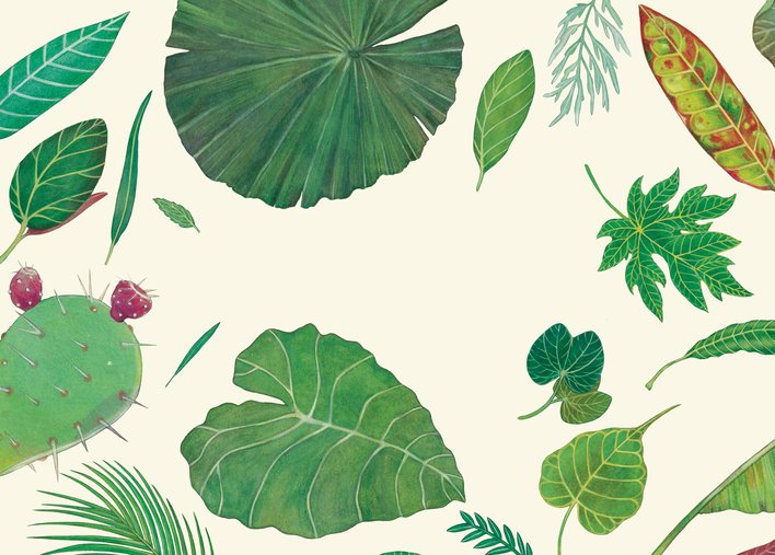 different tyes of leaves