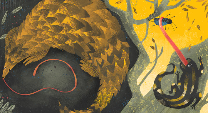 Pangolin and Salamander