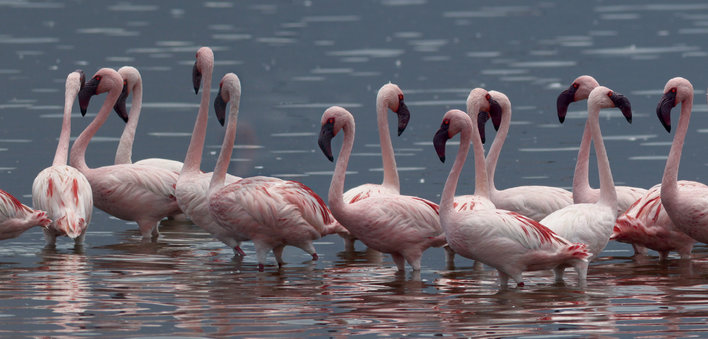 Flock of flamingos wading in water