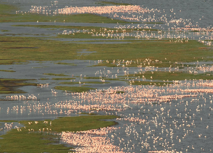 Faraway view of pink birds in water on a huge stretch of land
