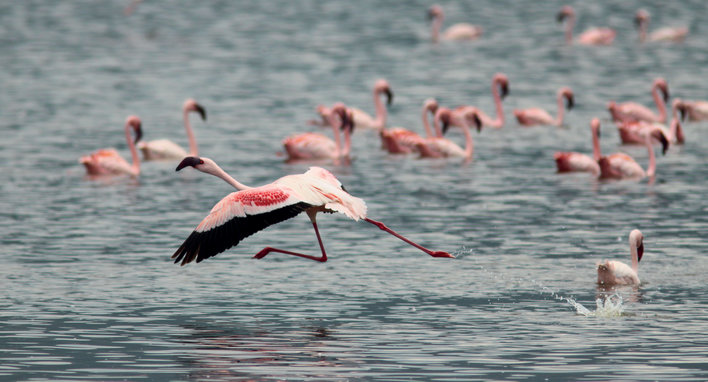 One flamingo taking off from the surface of water
