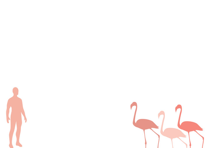 Silhouette of a man and three birds