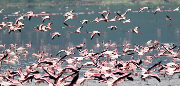 A flock of flamingos gliding over water and flying
