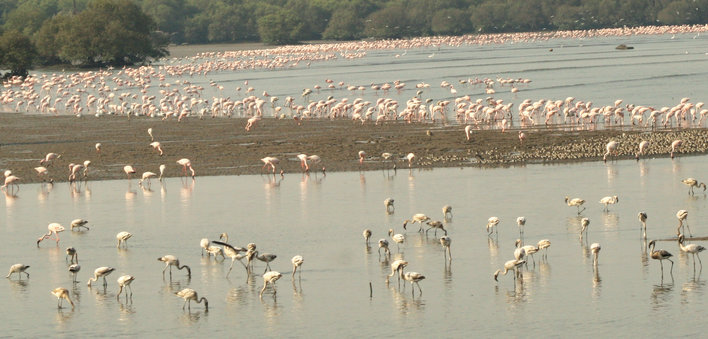 A large stretch of land with flamingos everywhere
